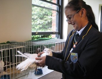 Harris Federation student handling a fancy pigeon at Down House courtsey of John Ross.