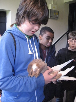 Year 9 students getting up close to fancy pigeons